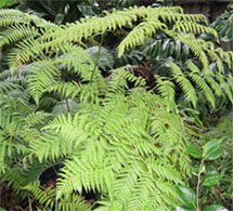 Cibotium schiedei Циботиум Шиде
