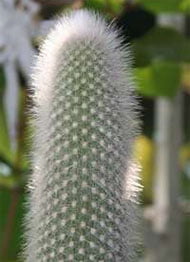 Cleistocactus strausii Клейстокактус Штрауса