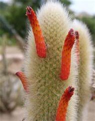 Cleistocactus