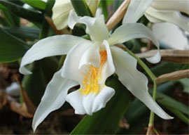 Coelogune cristata