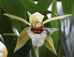 Coelogyne lawrenceana Целогина Лоуренса