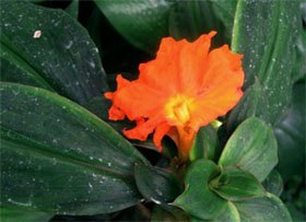 Costus igneus Костус огненно-красный