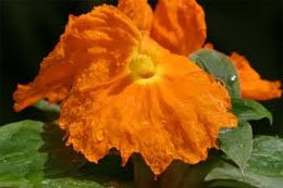 Costus