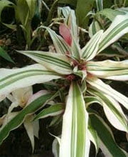 Cryptanthus bromelioides tricolor