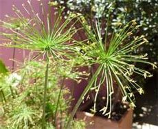 Cyperus haspan Сыть гаспан