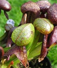 Darlingtonia californica Дарлингтония