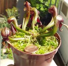 Darlingtonia californica Дарлингтония калифорнийская