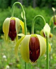 Darlingtonia