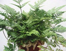 Davallia canariensis Даваллия канарская