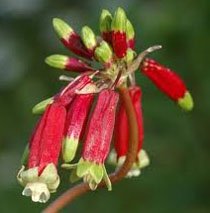Dichelostemma ida-maia Дихелостемма горы Майя