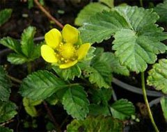 Duchesnea indica Дюшенея индийская