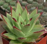 Echeveria agavoides Эчеверия агавовидная