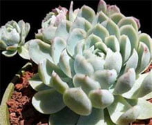 Echeveria elegans Эчеверия изящная