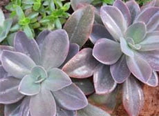 Echeveria gibbiflora metallica Эчеверия горбатоцветковая