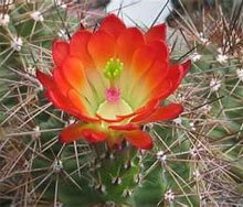 Echinocereus coccineus Эхиноцереус ярко-красный
