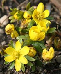 Eranthis hyemalis Весенник зимующий