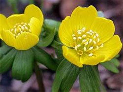 Eranthis hyemalis