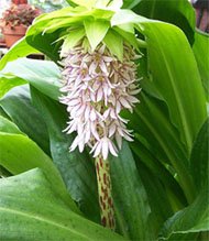 Eucomis bicolor Эвкомис двуцветный