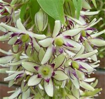 Eucomis bicolor Эвкомис двуцветный