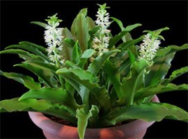 Eucomis comosa Эвкомис хохлатый