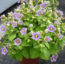 Exacum affine Экзакум родственный