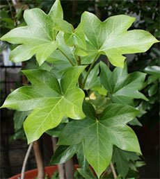 Fatshedera lizei Фатсхедера Лизе