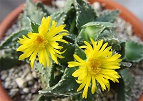 Faucaria tigrina
