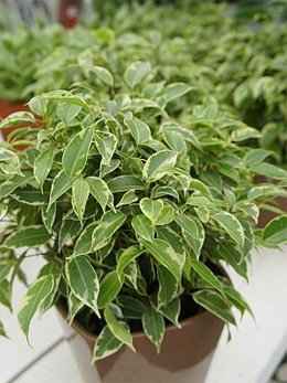 Ficus Фикус Бенджамина