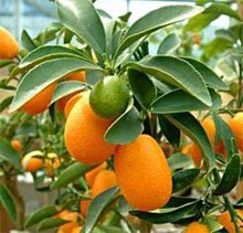 Нагами Кумкват Нагами Кумкват