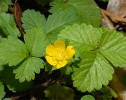 Fragaria indica Фрагария индийская