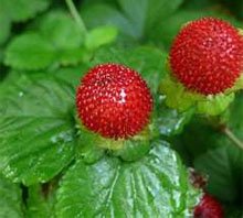 Fragaria Фрагария
