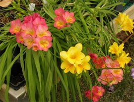 Freesia hybrida Фреезия гибридная