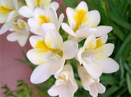 Freesia