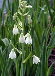 Galtonia candicans Гальтония белеющая