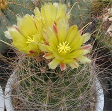Hamatocactus hamatacanthus Хаматокактус крючковатоиглый