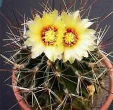 Hamatocactus setispinus Хаматокактус щетинкоколючковый