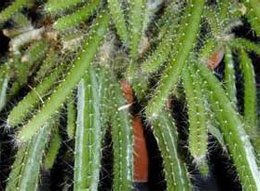 Heliocereus speciosus Гелиоцереус прекрасный