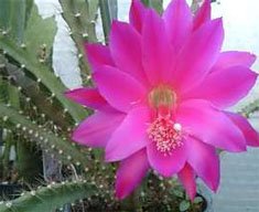 Heliocereus