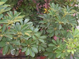 Heptapleurum arboricola Гептаплеурум древесный
