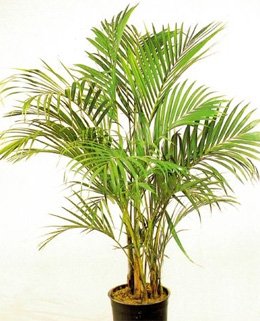 Howea forsteriana Ховея Форстера