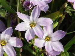 Ipheion uniflorum Ифейон одноцветковый