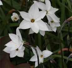 Ipheion uniflorum