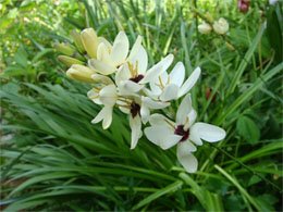 Ixia hybrida Иксия гибридная (Ixia hybrida)