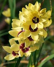 Ixia