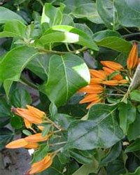 Juanulloa aurantiaca Хуануллоа оранжевая