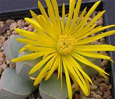 Lapidaria Лапидария Маргарет