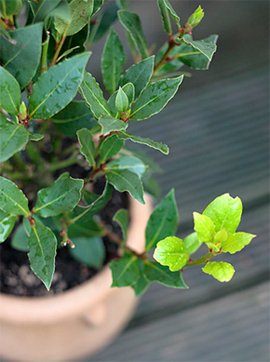 Laurus nobilis Лечебный лавр