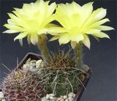 Lobivia aurea Лобивия золотисто-жёлтая
