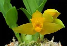 Lycaste aromatica Ликаста ароматная
