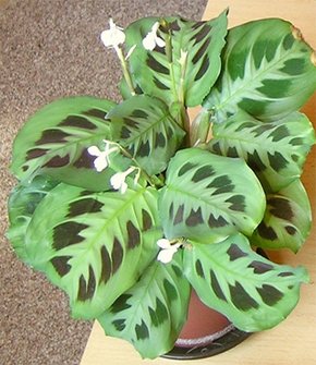Maranta Маранта